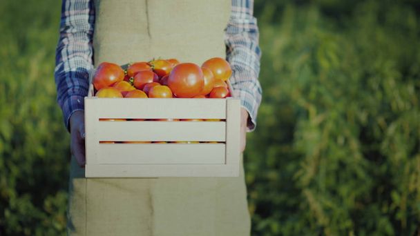 Un travailleur tient une boîte en bois avec des tomates
. - Photo, image