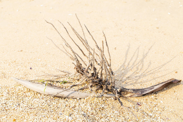 entalhe de madeira na praia
 - Foto, Imagem