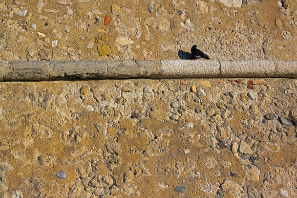 A párkány a kőfal magányos fekete galamb  - Fotó, kép