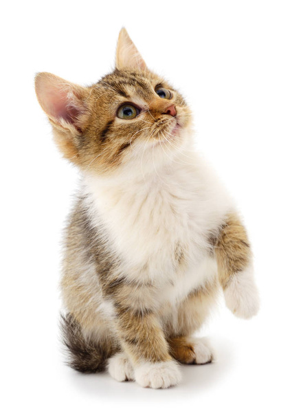 Small brown kitten. - Fotó, kép