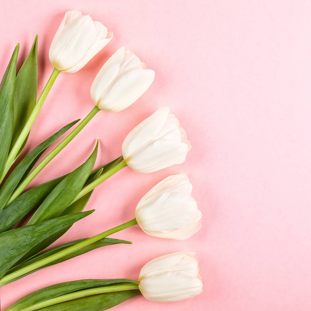 Beautiful white tulips flowers for holiday. - Photo, image