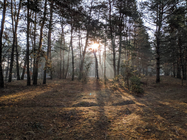 пейзаж в лесу, лучи солнца сквозь деревья, утренний туман весной, сосны
, - Фото, изображение