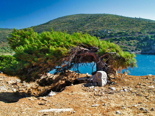 Vítr čerstvý vzduch borovice nad mořem v jasný letní den, v ostrově Chios, Řecko. Živá krajina. - Fotografie, Obrázek