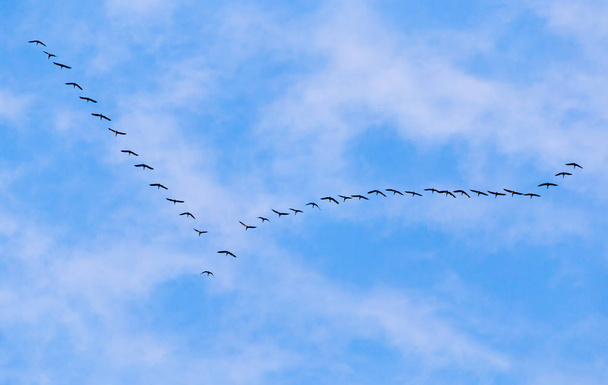 flock of swans flying against a blue sky in the south - Фото, изображение