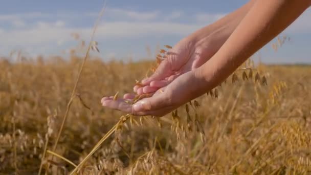 A gabonafélék agronómus kezek Touch füle zab és ellenőrzés lejárat szemek területén - Felvétel, videó
