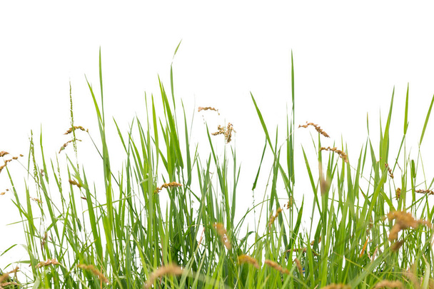 Lush green grass isolated on white background - Photo, Image