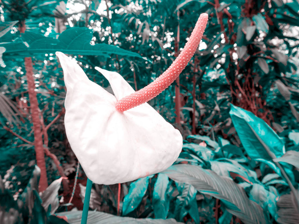 Flor bonita: Anthurium andreanum é um plano epifítico perene espetacular
 - Foto, Imagem