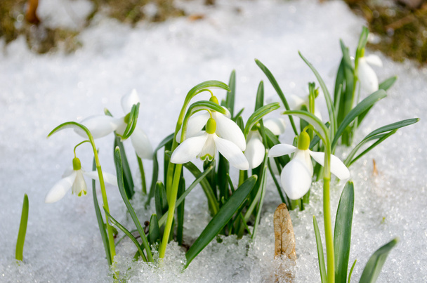 tavaszi hóvirág hópehely virág virágzik hó - Fotó, kép