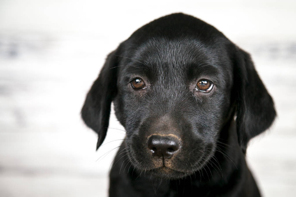 Schattig zwarte Lab Puppy - Foto, afbeelding