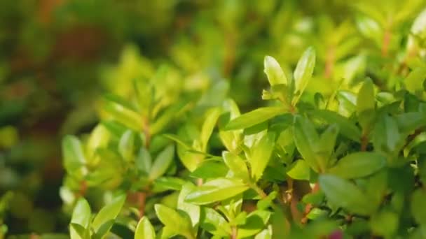 Cuphea hyssopifolia kunth mit Sonnenlicht. Blumen und junge Triebe zum Kochen und Trinken, zur Heilung von Schleimhauterkrankungen als Zaun gepflanzt und dekoriert - Filmmaterial, Video