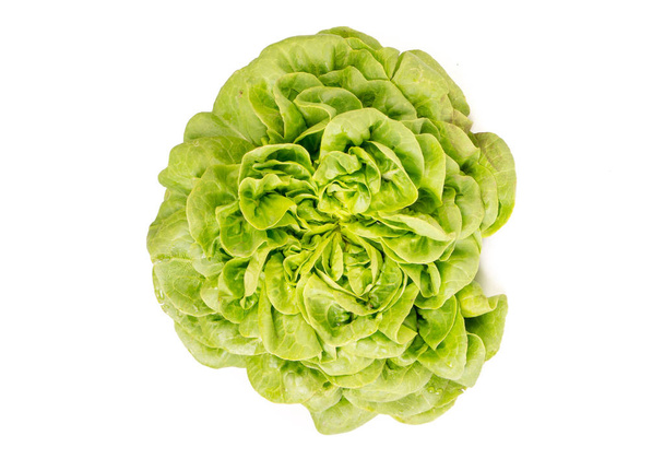 Head of Organic fresh Salanoca Descartes lettuce - 写真・画像