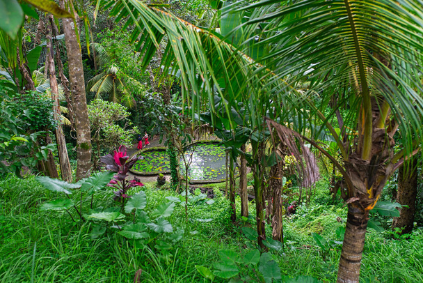 The small pond hidden in Balinese jungles. Bali, Indonesia - Fotografie, Obrázek