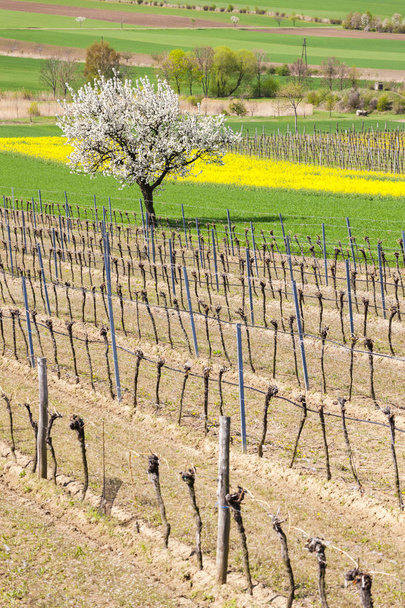 kevät viinitarha lähellä Retz, Itävalta
 - Valokuva, kuva
