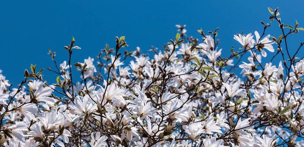 квітучий Магнолія дерево
 - Фото, зображення