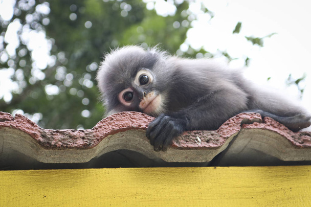 Divertenti scimmie carine langur occhiali (Trachypithecus obscurus) nel parco nazionale
. - Foto, immagini