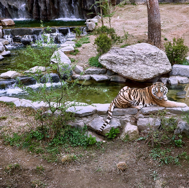 A tiger resting on the cool rocks at a zoo.                                - Photo, Image