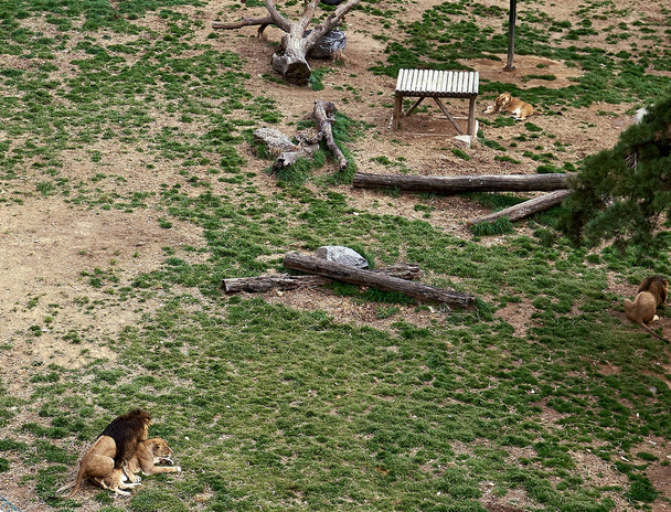 Leones haciendo el amor entre sí en un zoológico mientras otros leones están mirando hacia otro lado
.                                - Foto, imagen