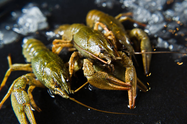 Live crayfish on a plate of ice. Black background, side view, close-up. - Photo, Image