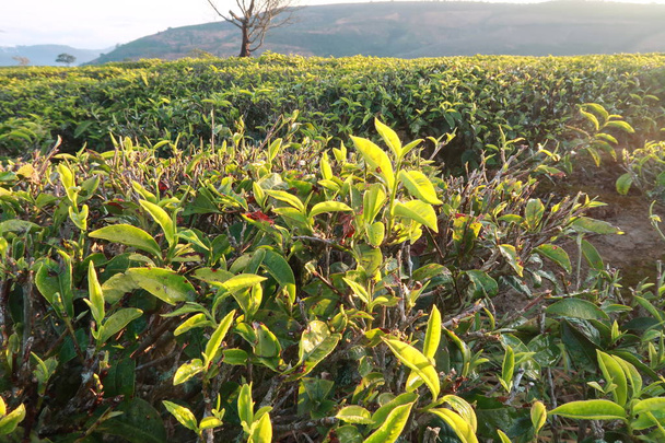 新鮮な緑の茶葉、茶山、孤独な木、青空とユニークな背景は。茶の生産、広告、デザイン、マーケティング、包装その他の画像の使用 - 写真・画像