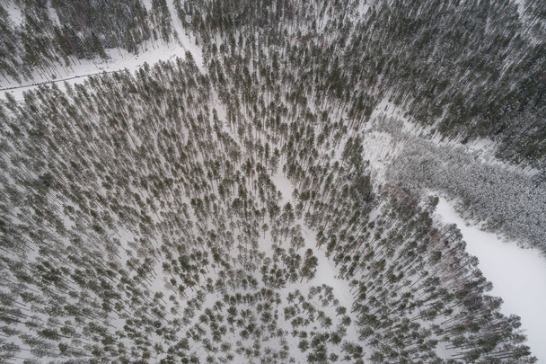 Aerial view of winter forest covered with snow. - Photo, Image
