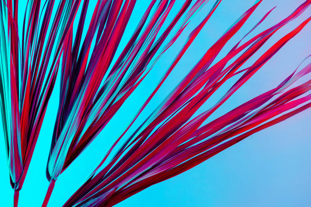 Trópusi ág száraz rózsaszín kék lila piros levelek háttér korall absztrakt tenyér fű füvet füves műanyag Ultra lila - Fotó, kép