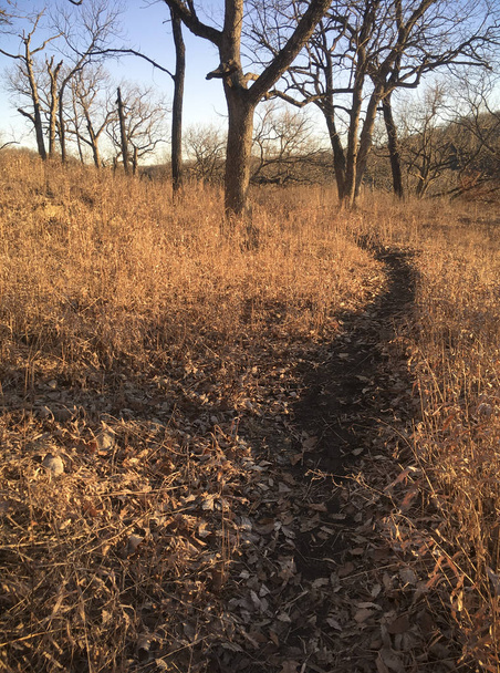 Path Through Dry Golden Grass with Bare Trees - Foto, immagini