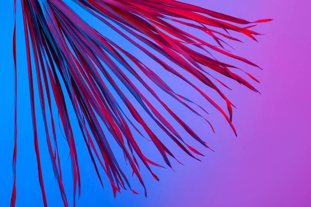 Tropical branch dry pink blue purple red leaves background coral abstract palm grass weed grassy plastic ultra violet - Фото, зображення