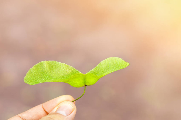 Detail ruky držící zelené javorové semínko. Létající sešlost. Krásná příroda nový život pozadí - Fotografie, Obrázek