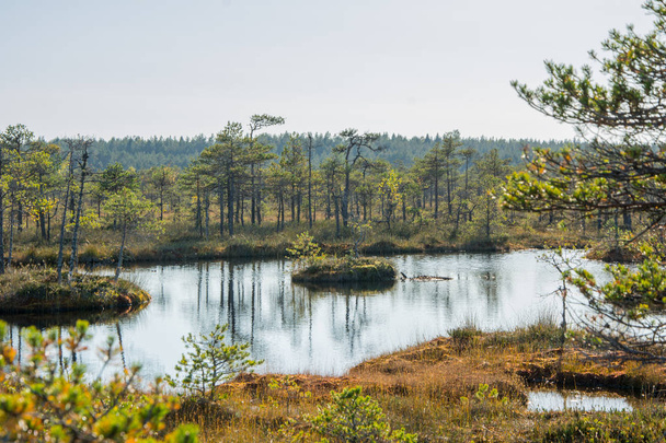 Huge bogs at national park in autumn.  - Fotoğraf, Görsel
