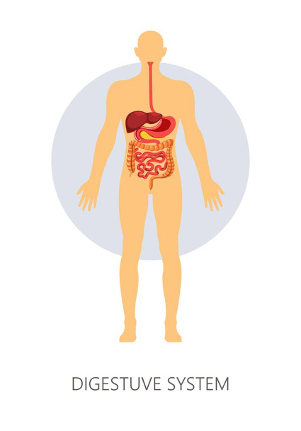 Verdauungssystem isolierte Anatomie Darm Magen und Leber - Vektor, Bild