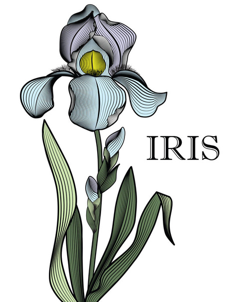zarys kontur iris, delikatne iris wypełnione w pociągnięcia  - Wektor, obraz