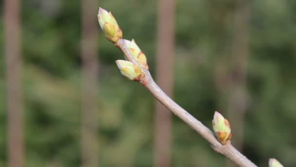 lilas arbre printemps saison
 - Séquence, vidéo