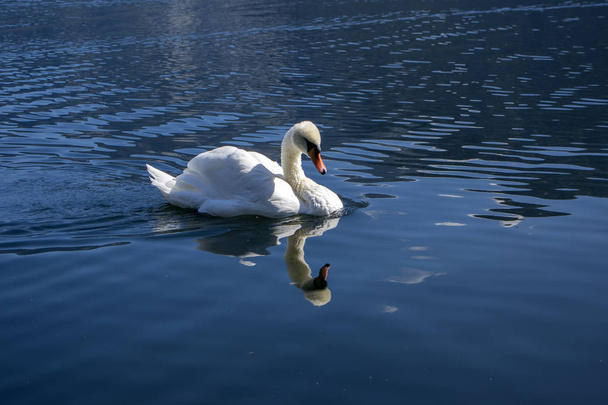 Single swan on the lake, beautiful animal - Fotó, kép