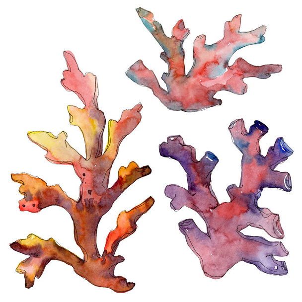 Arrecife de coral de naturaleza submarina acuática roja y amarilla. Conjunto de fondo acuarela. Elemento de ilustración de coral aislado
. - Foto, Imagen