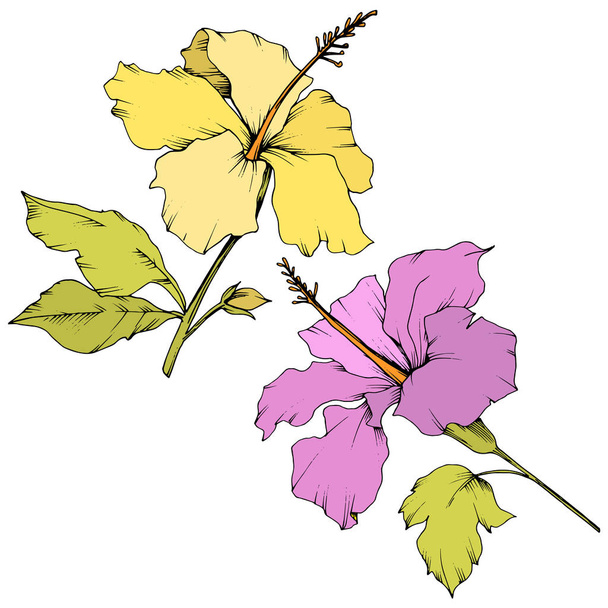 Διάνυσμα floral βοτανικό λουλούδι ιβίσκου. Χαραγμένο μελάνι τέχνης. Στοιχείο εικονογράφηση απομονωμένες ιβίσκου σε λευκό φόντο. - Διάνυσμα, εικόνα