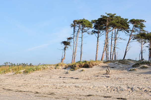 Półwyspie Darss Morza Bałtyckiego z brzegu naturalne i driftwood. - Zdjęcie, obraz