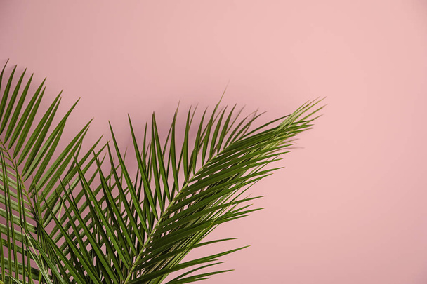 Tropical palm leaves on color background - Foto, afbeelding