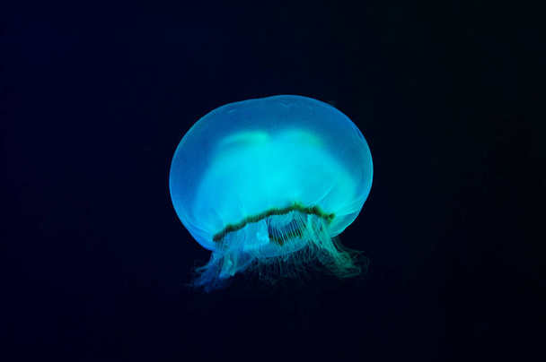 underwater image of jelly fish - Foto, Imagen