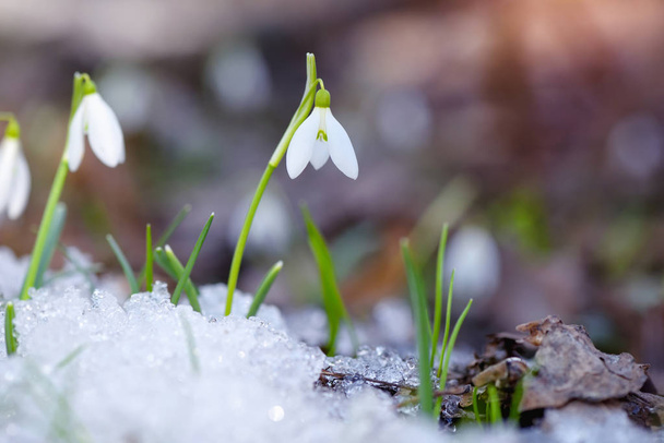 Lumipisarat (Galanthus) kevätmetsässä
 - Valokuva, kuva