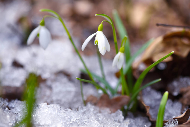 Sněženky (Galanthus) v lese na jaře - Fotografie, Obrázek