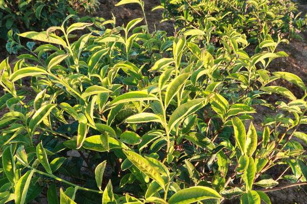Sfondo unico con foglie di tè verde fresco, collina del tè, albero solitario e cielo blu. Uso dell'immagine per la produzione di tè, pubblicità, design, marketing, imballaggio e altro ancora
 - Foto, immagini