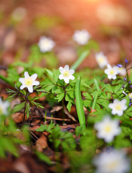 Anemone sylvestris. First spring flowers - Photo, Image