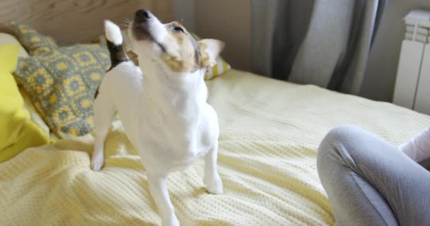 Dog shaking on the bed in the bedroom - Felvétel, videó