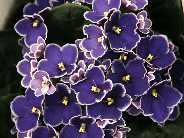 Saintpaulia - sininen Afrikkalainen violetti
 - Valokuva, kuva
