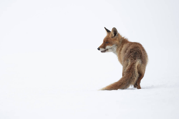 Червона лисиця (вульпи вульфи) є найбільшою з справжніх лисиць і однією з найпоширеніших членів ордена "Карнівора"
 - Фото, зображення