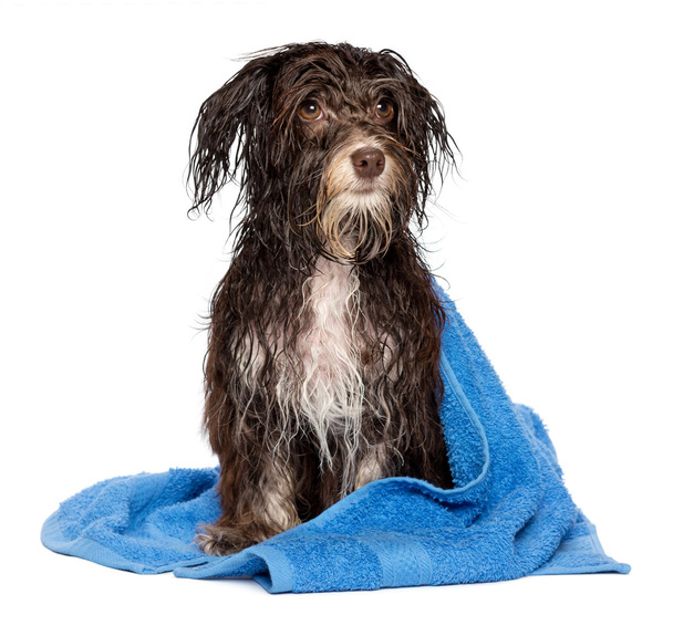 Chocolate escuro molhado cachorro havanese após o banho
 - Foto, Imagem
