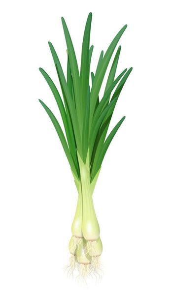 Onion. Ripe green vegetable. Vector illustration. - Vektör, Görsel
