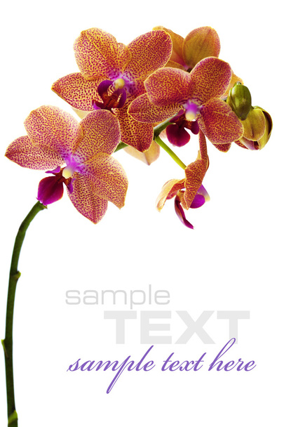 Orchid flower - Zdjęcie, obraz