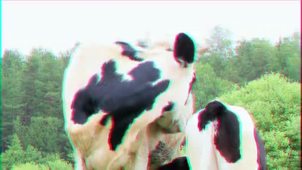 Glitch effect. Kalf zuigt melk uit de koe.  - Video