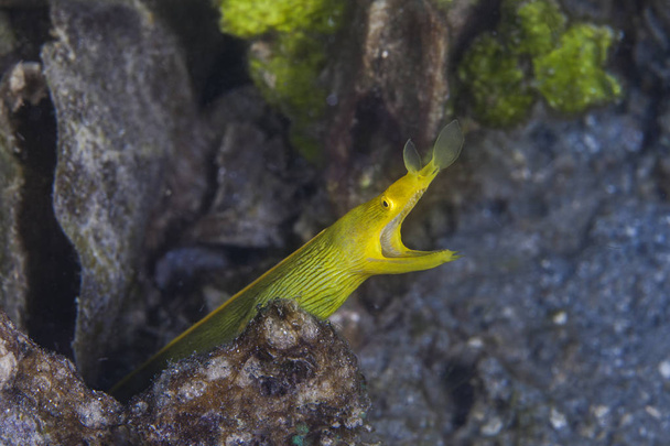La anguila de cinta hembra adulta (Rhinomuraena quaesita) es de color amarillo brillante. Estrecho de Lembeh, Indonesia
. - Foto, imagen